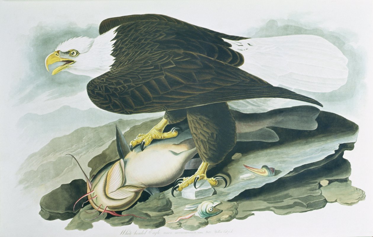 The Bald-Headed Eagle fra 