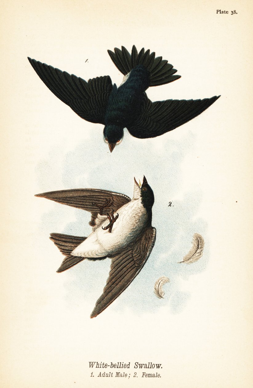 Tresvale, Tachycineta bicolor av John James (after) Audubon