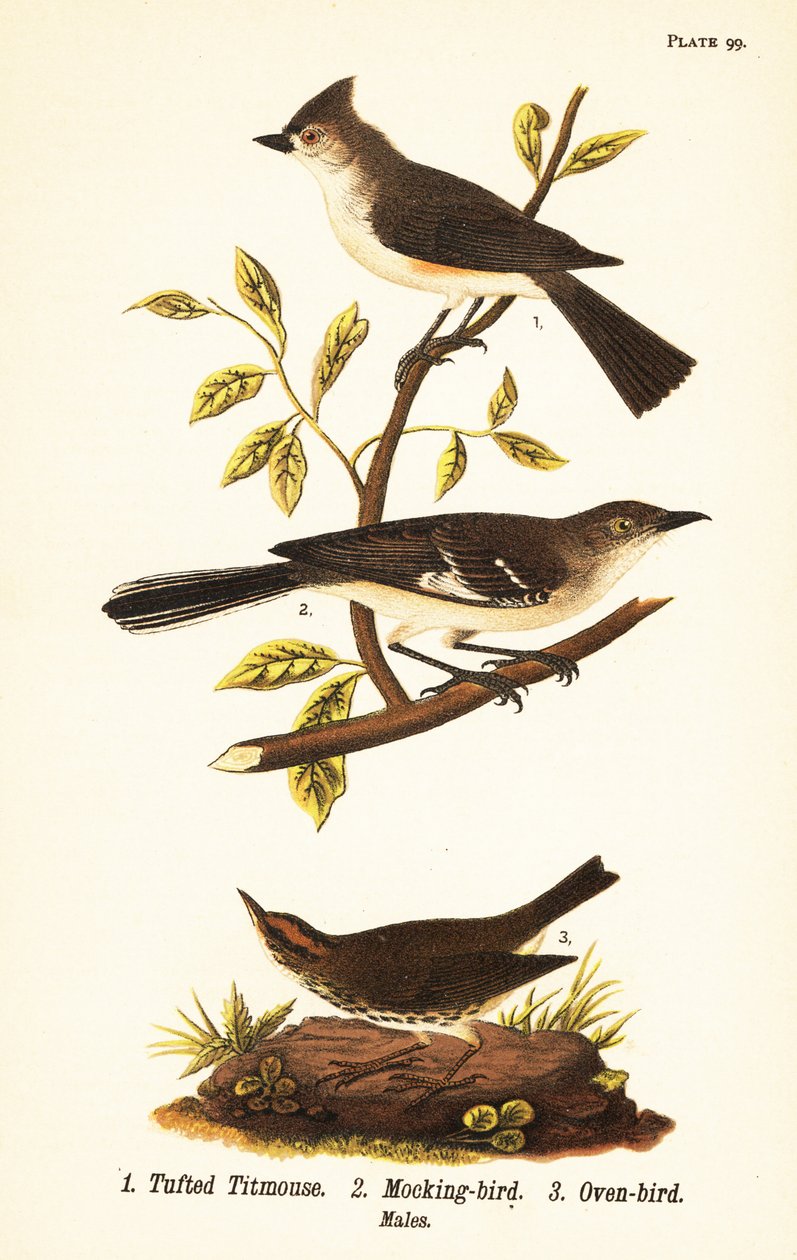 Tuetmeis, Baeolophus bicolor, nordlig spottfugl, Mimus polyglottos og ovnsfugl, Seiurus aurocapilla av John James (after) Audubon