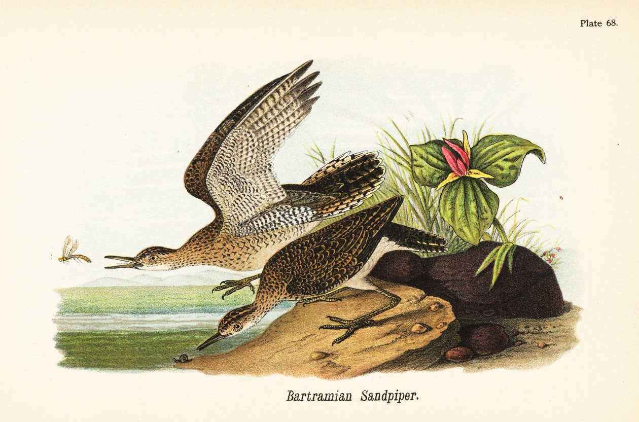 Høylandspipe, Bartramia longicauda av John James (after) Audubon