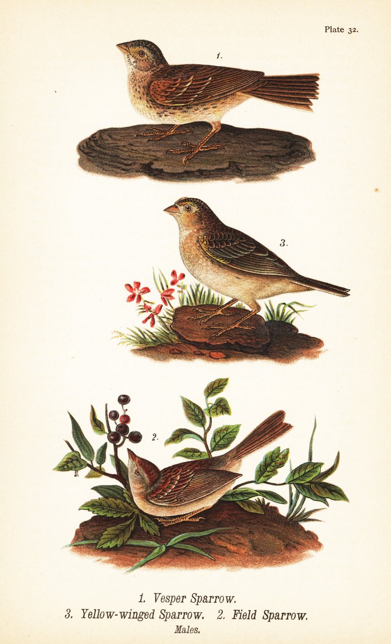 Vesperspurv, Pooecetes gramineus 1, gresshoppespurv, Ammodramus savannarum 2 og åkerspurv, Spizella pusilla 3 av John James (after) Audubon