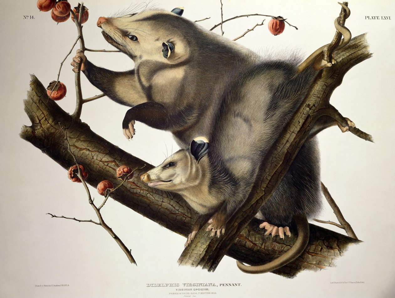 Virginian Opossum, fra 