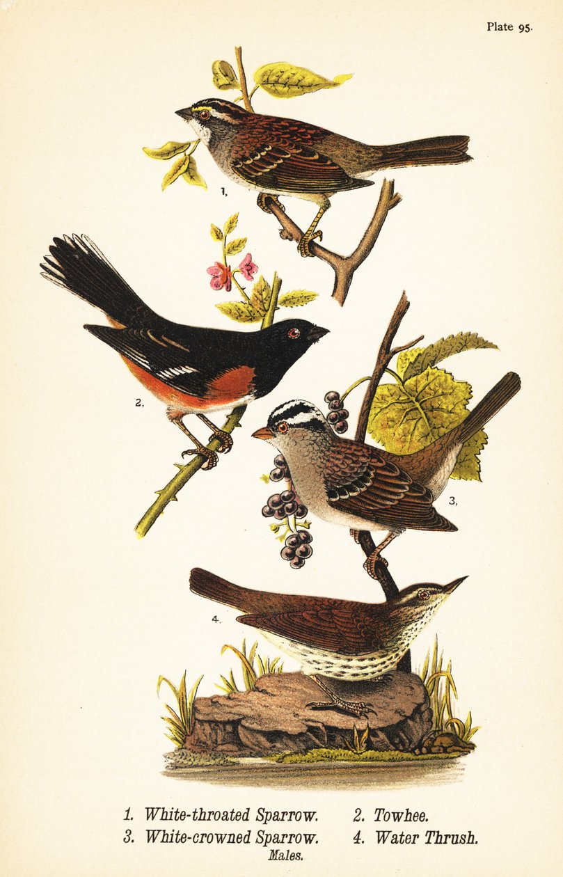 Hvitstrupespurv, Zonotrichia albicollis 1, østlig towhee, Pipilo erythrophthalmus 2, hvitkronspurv, Zonotrichia leucophrys 3 og nordlig vanntrost, Parkesia noveboracensis 4 av John James (after) Audubon