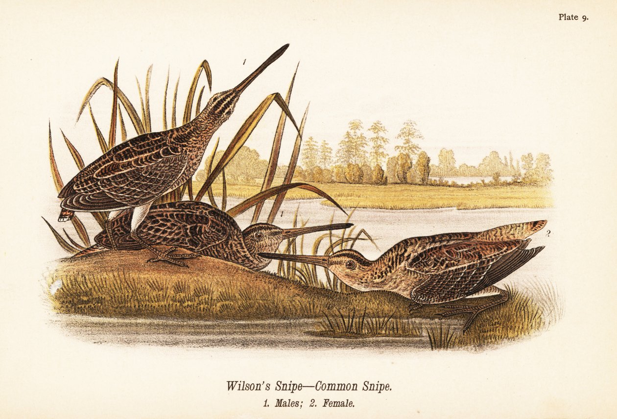 Wilsons snipe eller vanlig snipe, Gallinago delicata, hanner 1, hunner 2 av John James (after) Audubon