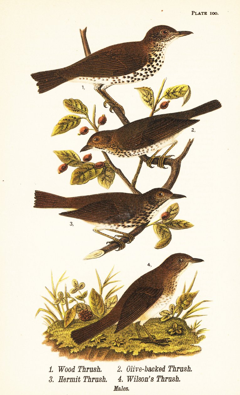Tretrost, Hylocichia mustelina 1, Swainsons trost, Catharus ustulatus 2, olivenrygg trost eller eremitttrost, Catharus guttatus 3, og gultrost eller Wilsons trost, Catharus fuscescens 4 av John James (after) Audubon