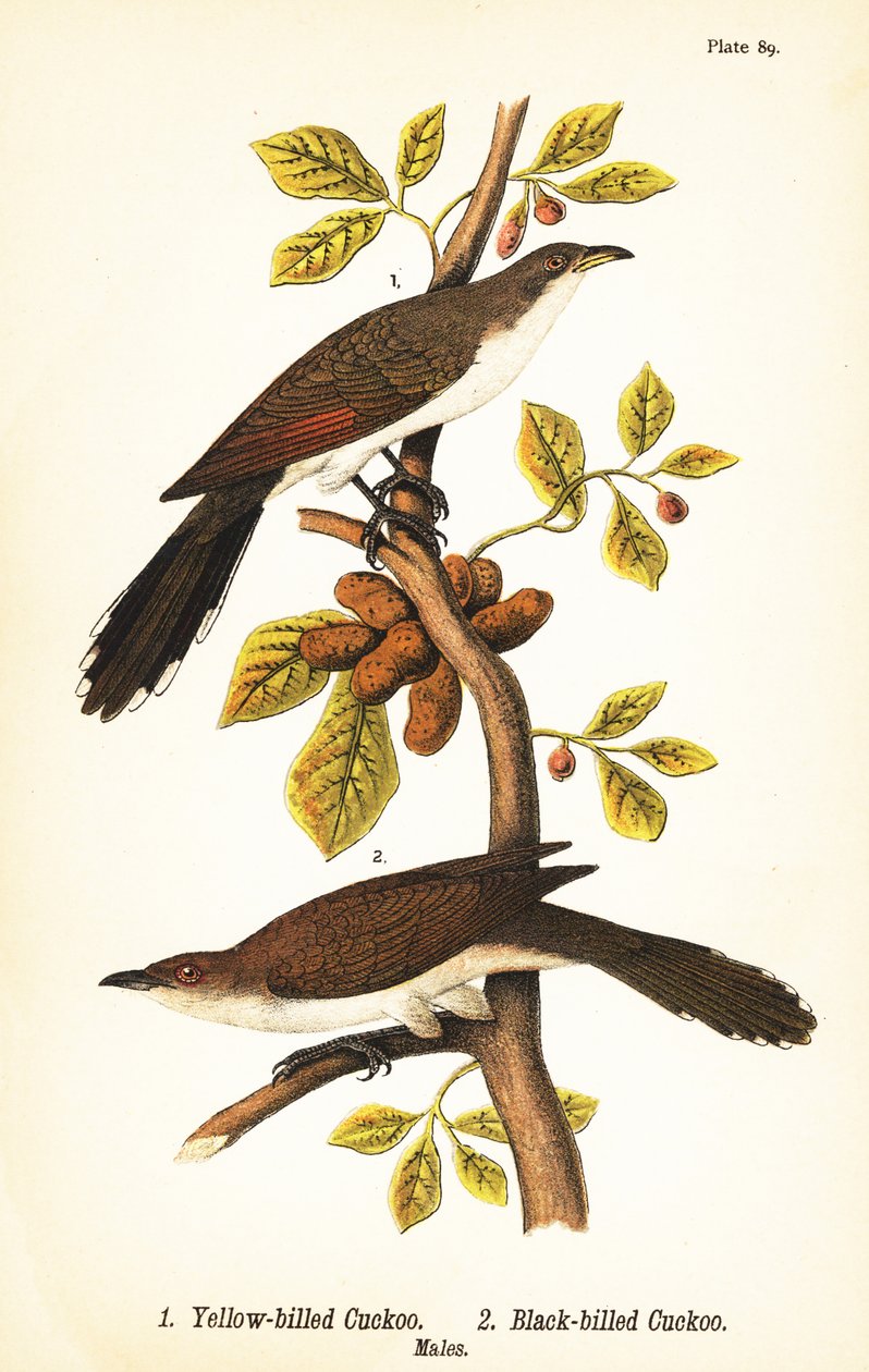 Gulnebbgjøk, Coccyzus americanus 1, og svartnebbgjøk, Coccyzus erythropthalmus 2, hanner av John James (after) Audubon