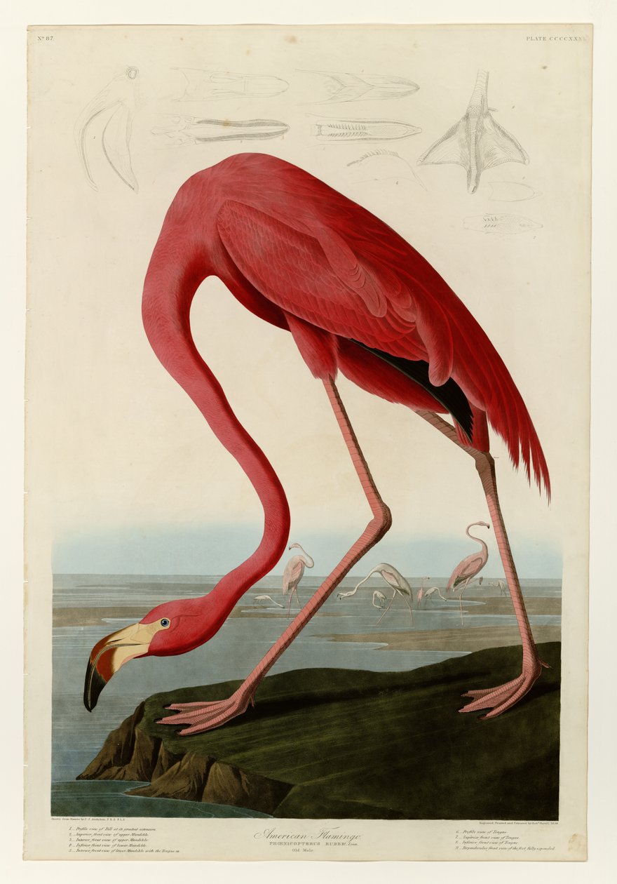  av John James Audubon