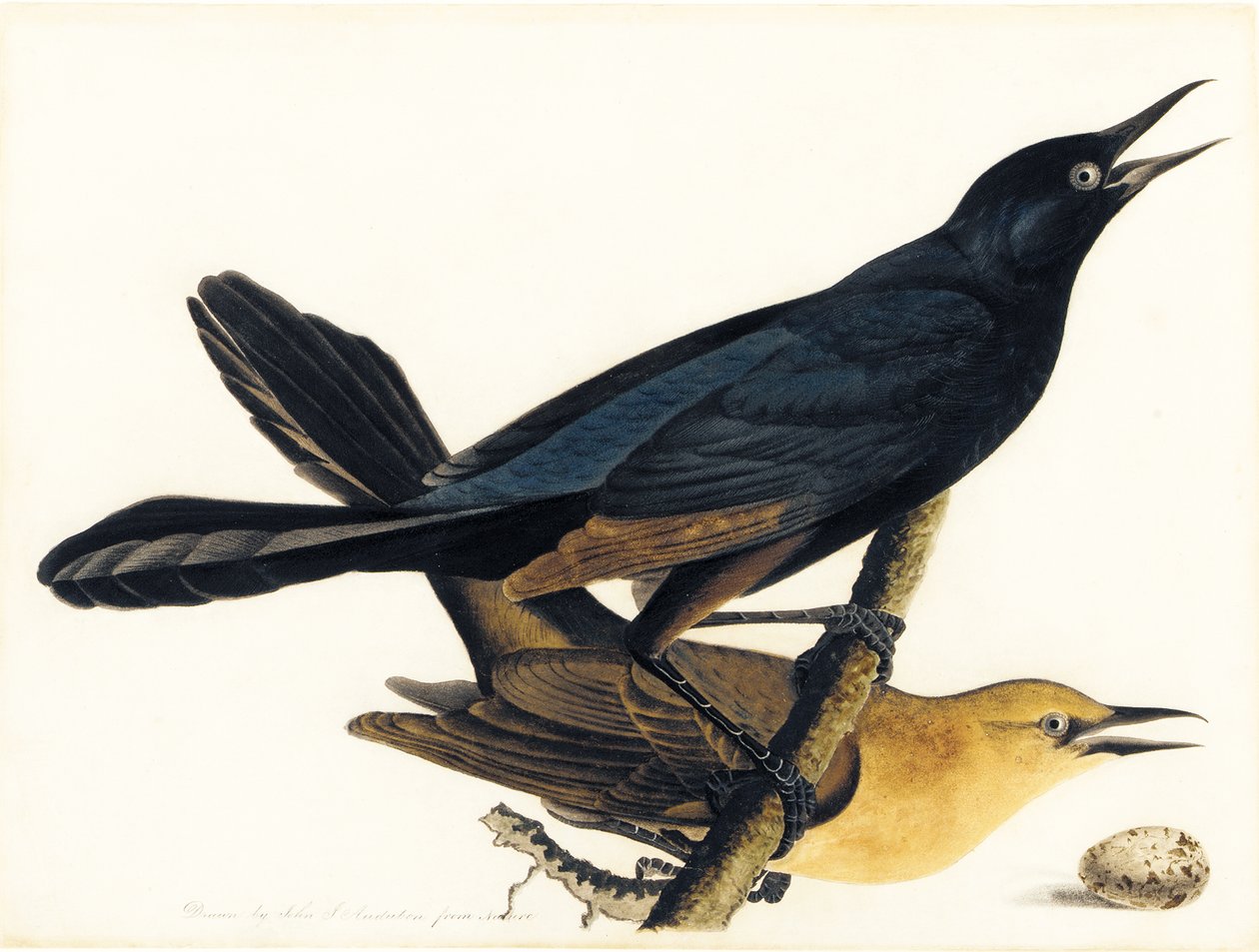 Et par Båthalede Grackles av John James Audubon