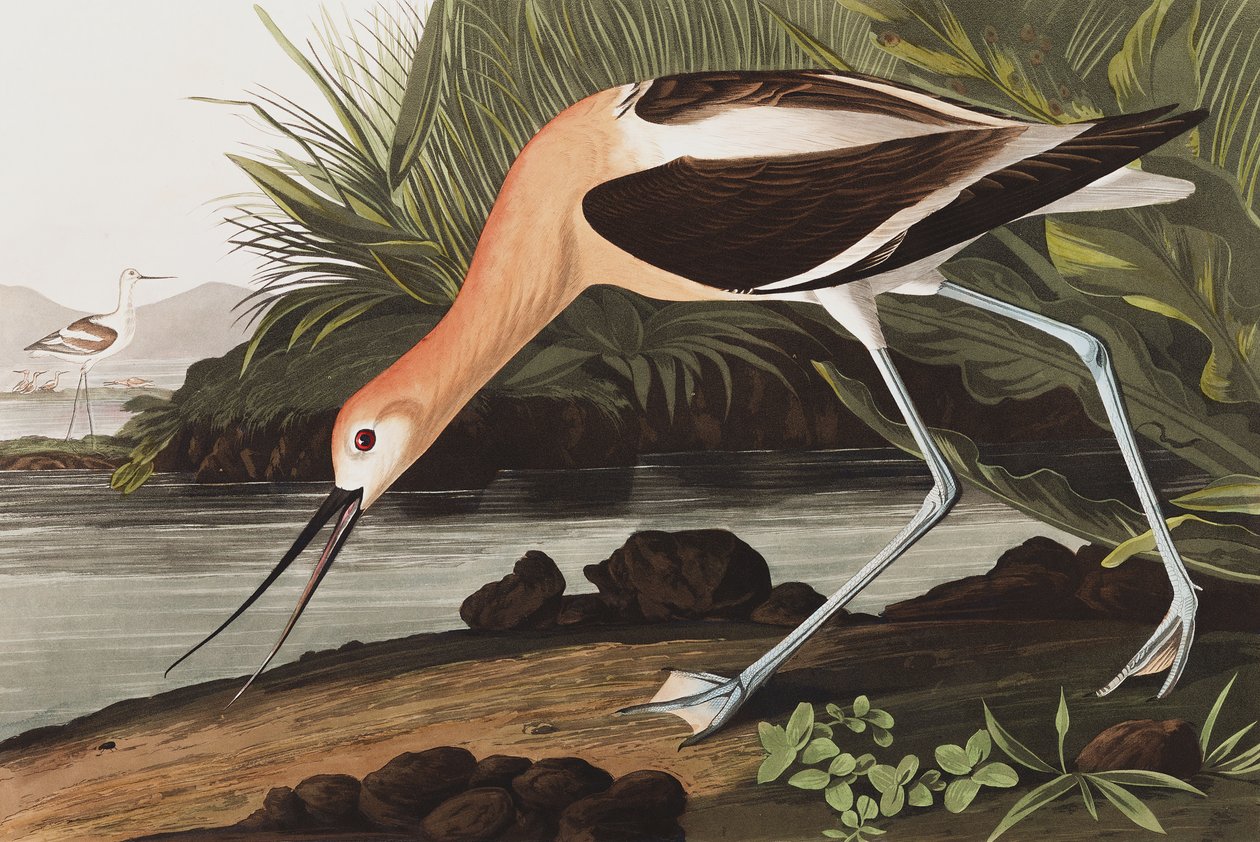 American Avocet, Recurvirostra Americana, fra "The Birds of America" av John J. Audubon, pub. 1827-38 av John James Audubon