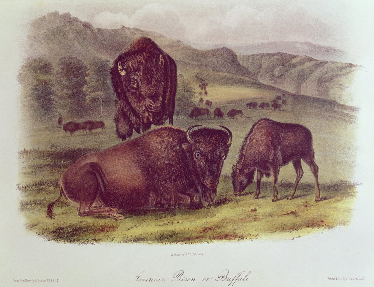 American Bison or Buffalo, fra 