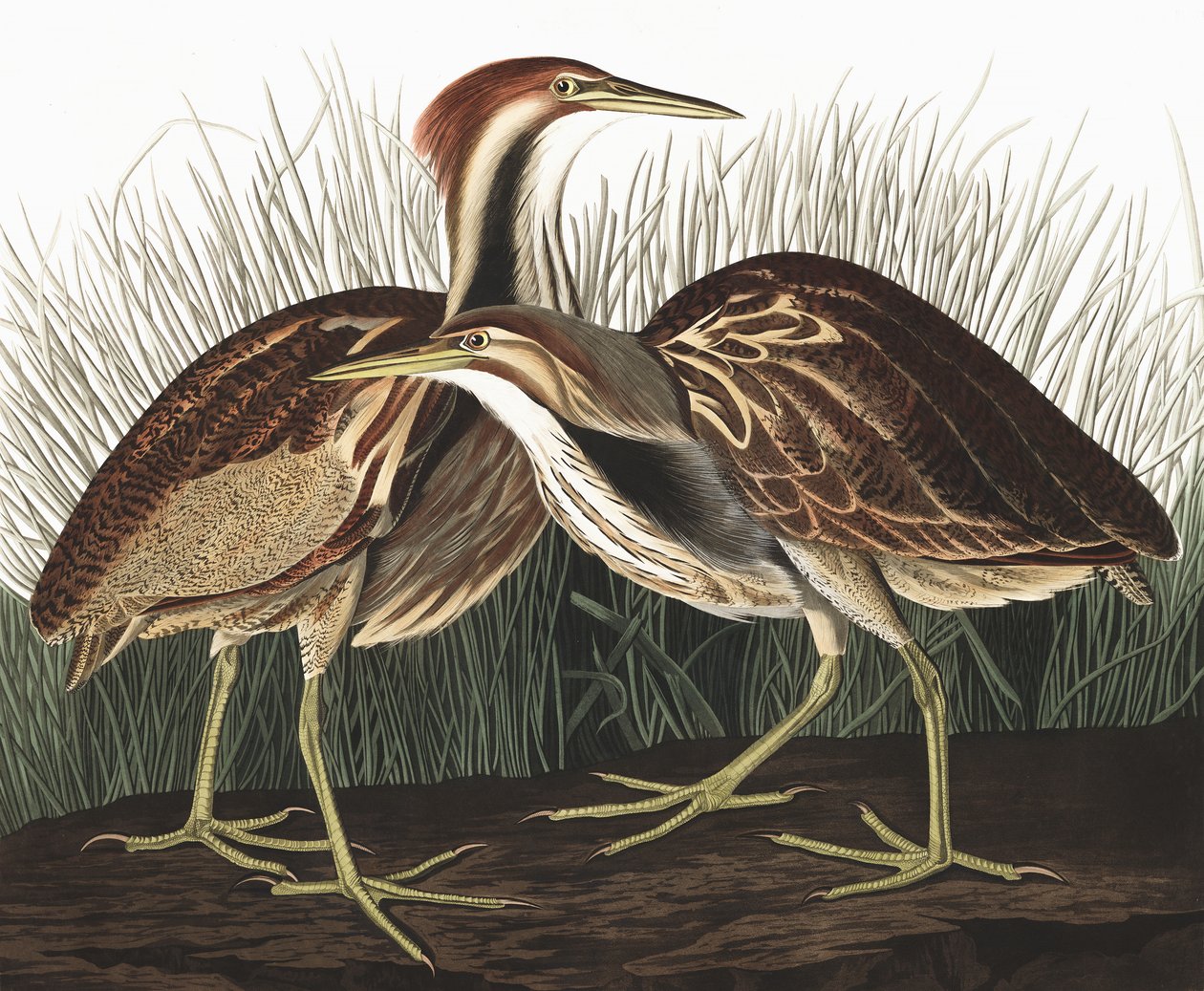 American Bittern, Botaurus Lentiginosus, fra "The Birds of America" av John J. Audubon, pub. 1827-38 av John James Audubon