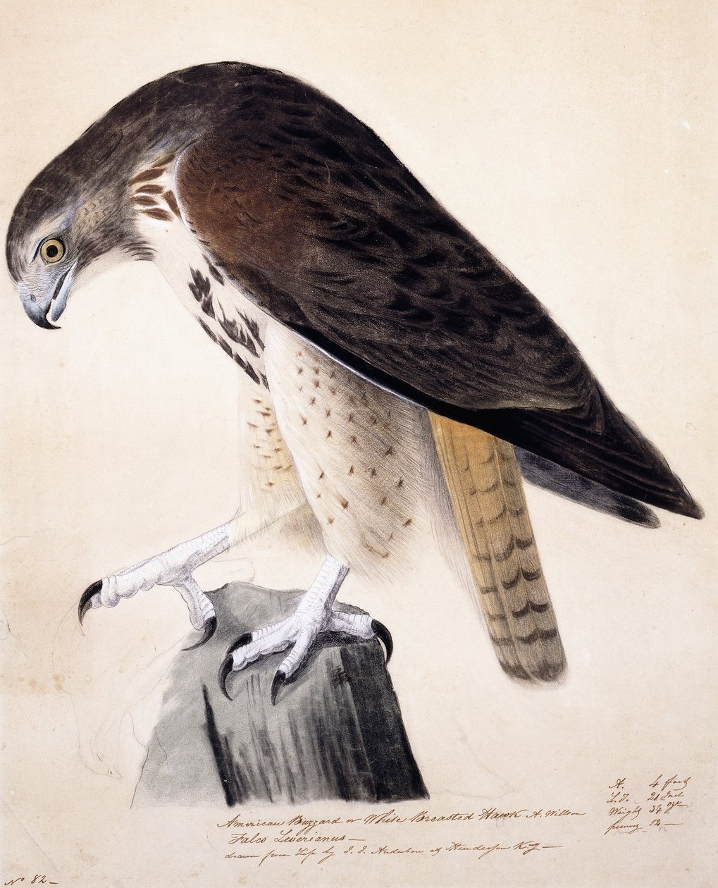American Buzzard eller White Breasted Hawk, av John James Audubon