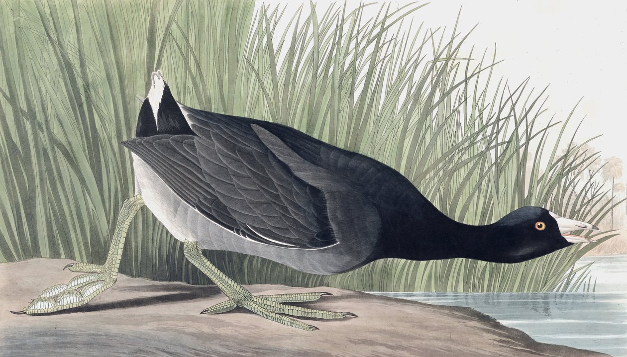 American Coot, Fulica Americana, fra "The Birds of America" av John J. Audubon, pub. 1827-38 av John James Audubon