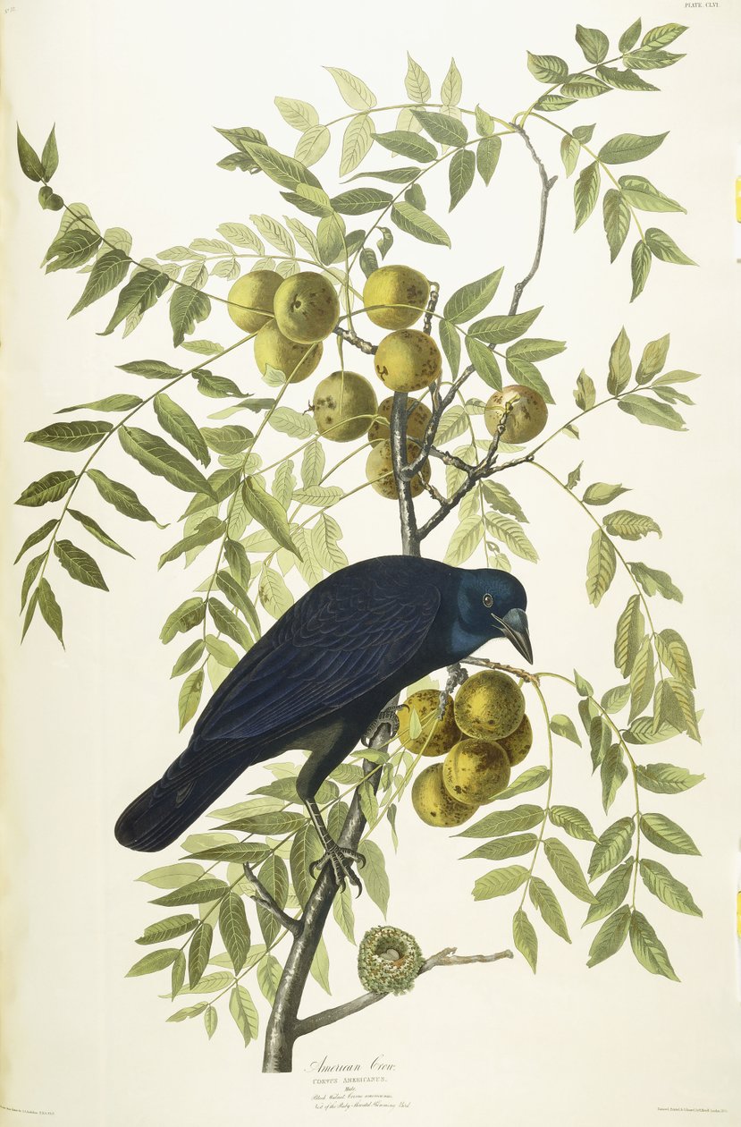 American Crow, 1833 av John James Audubon