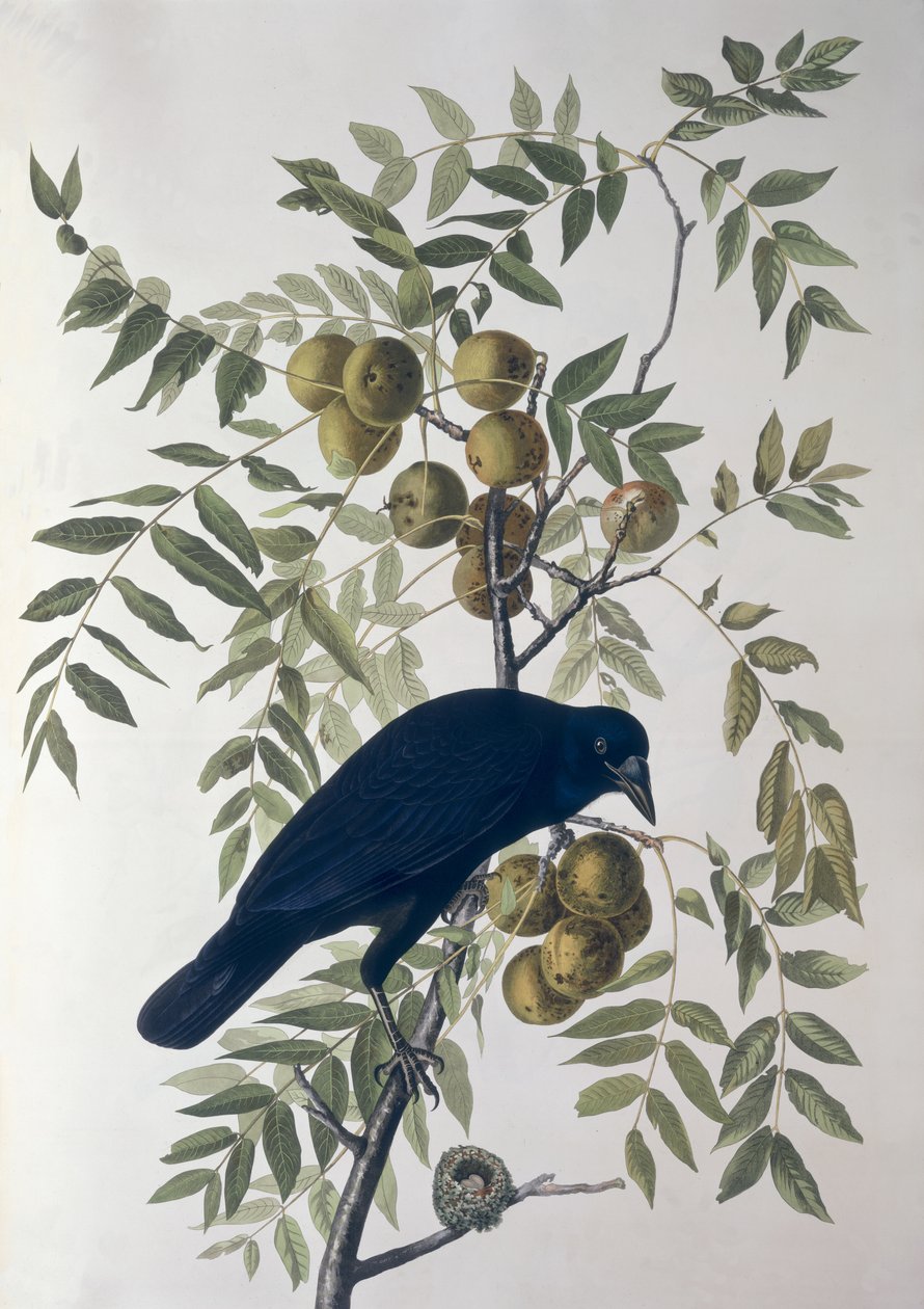 American Crow, fra Birds of America av John James Audubon