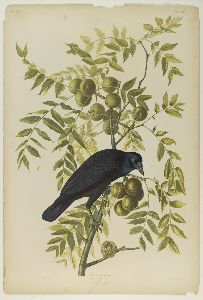 American Crow, trykt av Julien Bien og utgitt av Roe Lockwood & Son, 1861 (kromolitografi) av John James Audubon