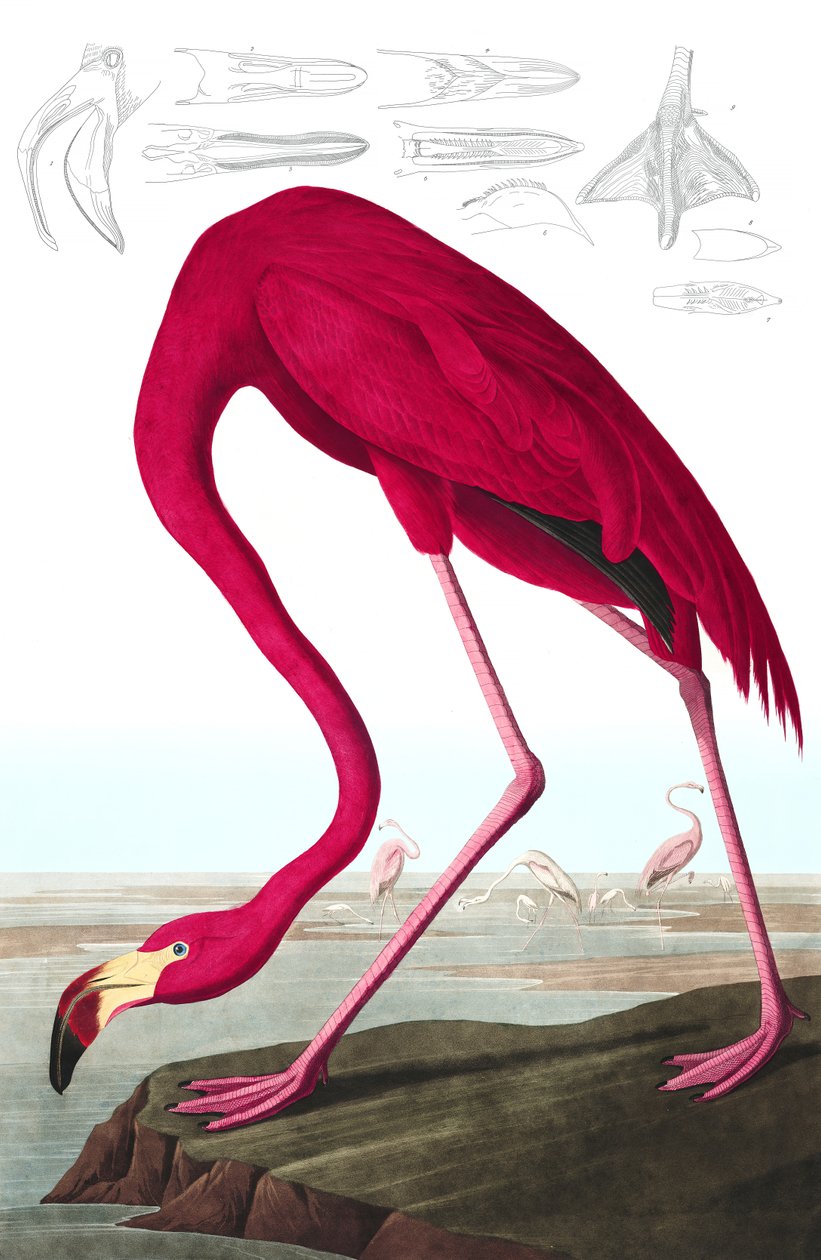American Flamingo, Phoenicopterus Ruber, fra "The Birds of America" av John J. Audubon, pub. 1827-38 (håndfarget gravering) av John James Audubon