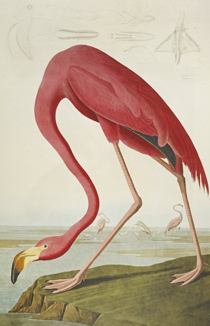American Flamingo, fra "The Birds of America" av John James Audubon