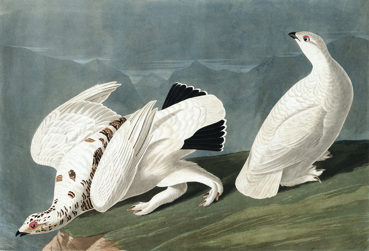 American Ptarmigan, Tetrao Mutus: White Tailed Grous, Tetrao Leucurus, fra "The Birds of America" av John J. Audubon, pub. 1827-38 av John James Audubon