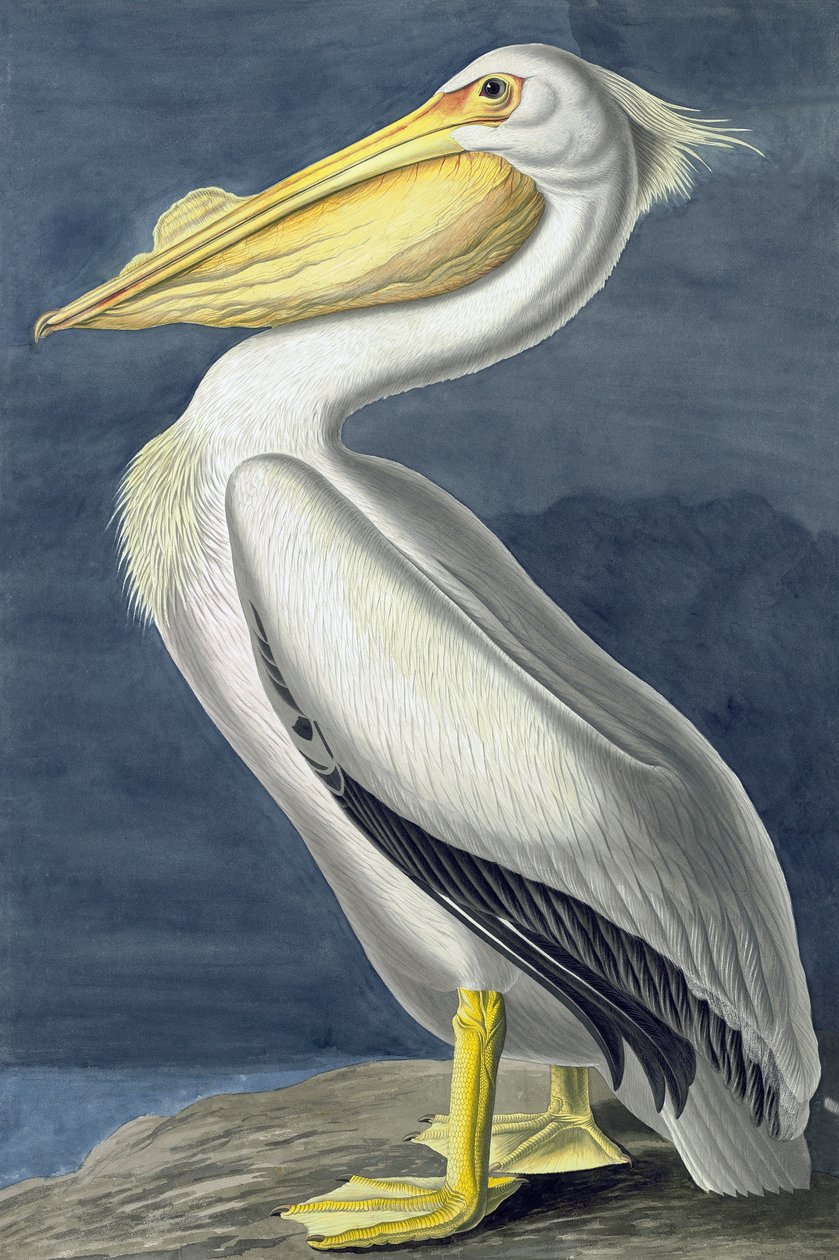 American White Pelican, Pelecanus Erythrorhynchos, fra "The Birds of America" av John J. Audubon, pub. 1827-38 av John James Audubon