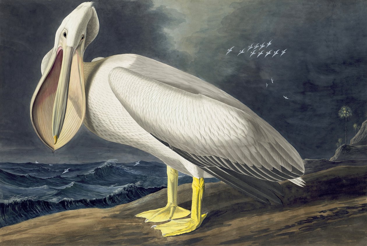 American White Pelican, Pelecanus Erythrorhynchos, fra "The Birds of America" av John J. Audubon, pub. 1827-38 av John James Audubon