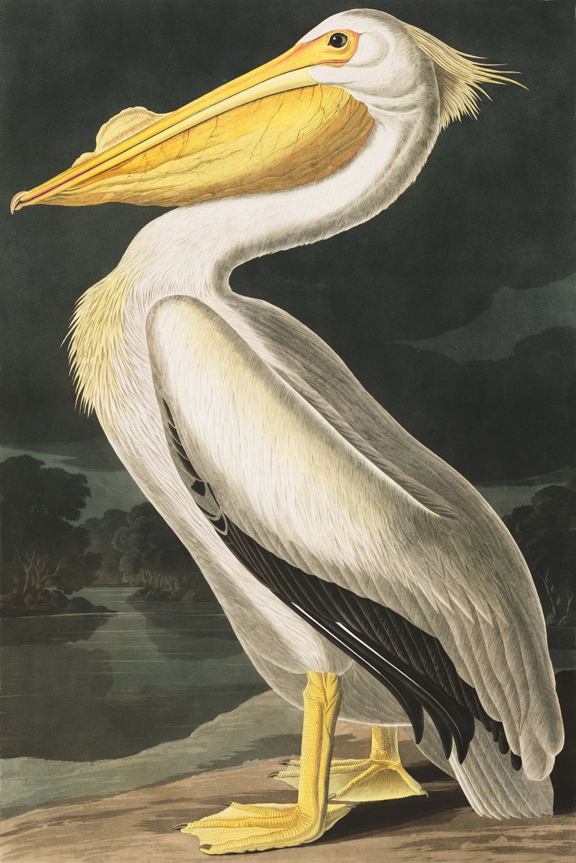 American White Pelican, Pelecanus Erythrorhynchos, fra "The Birds of America" av John J. Audubon, pub. 1827-38 av John James Audubon