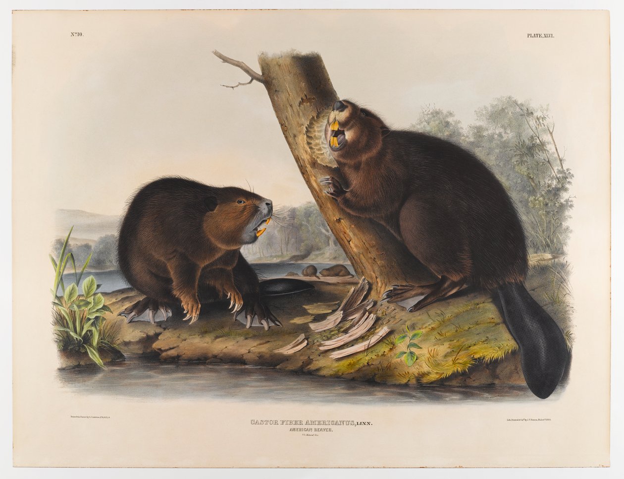 Amerikansk bever, 1844 av John James Audubon