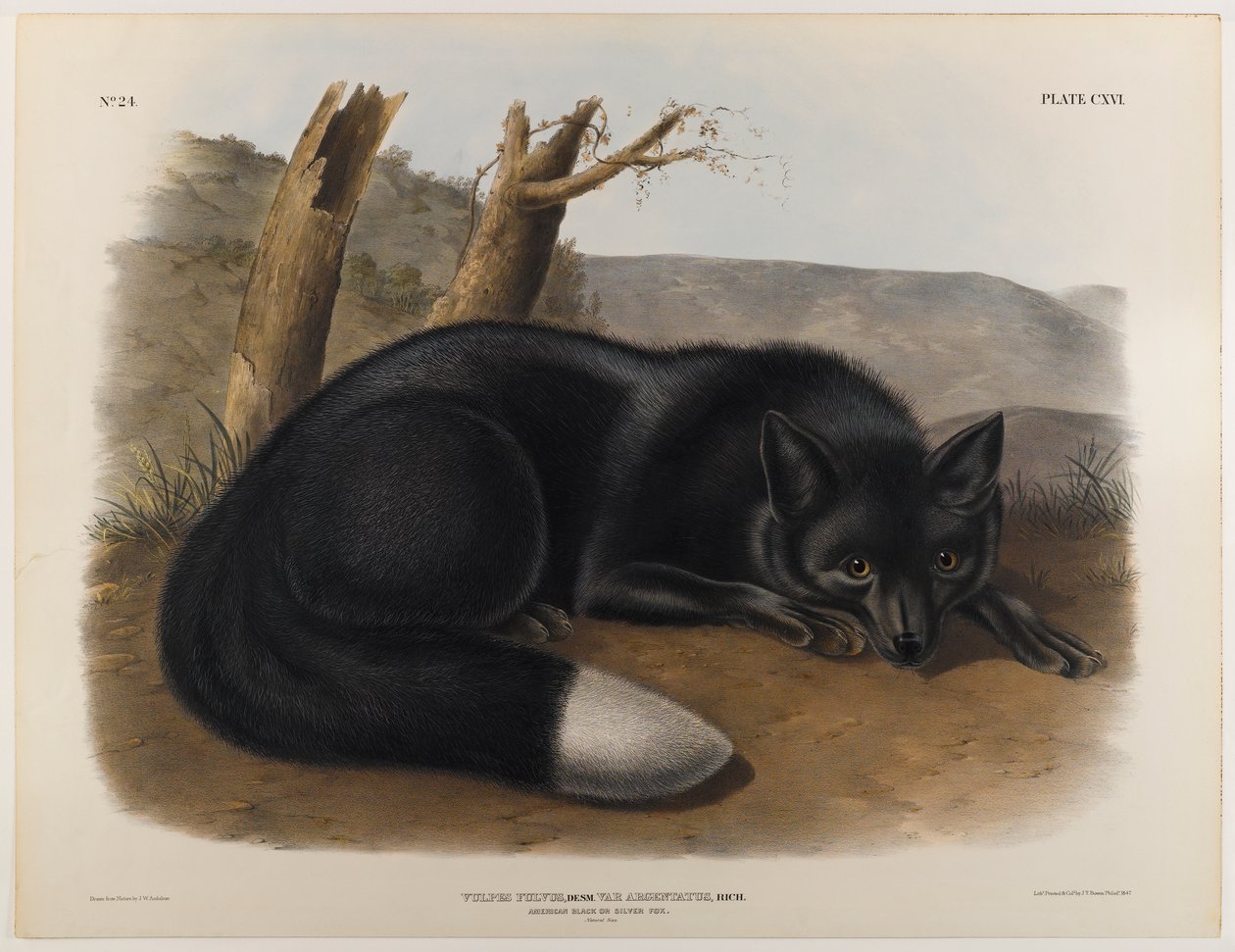 Amerikansk svart eller sølvrev av John James Audubon