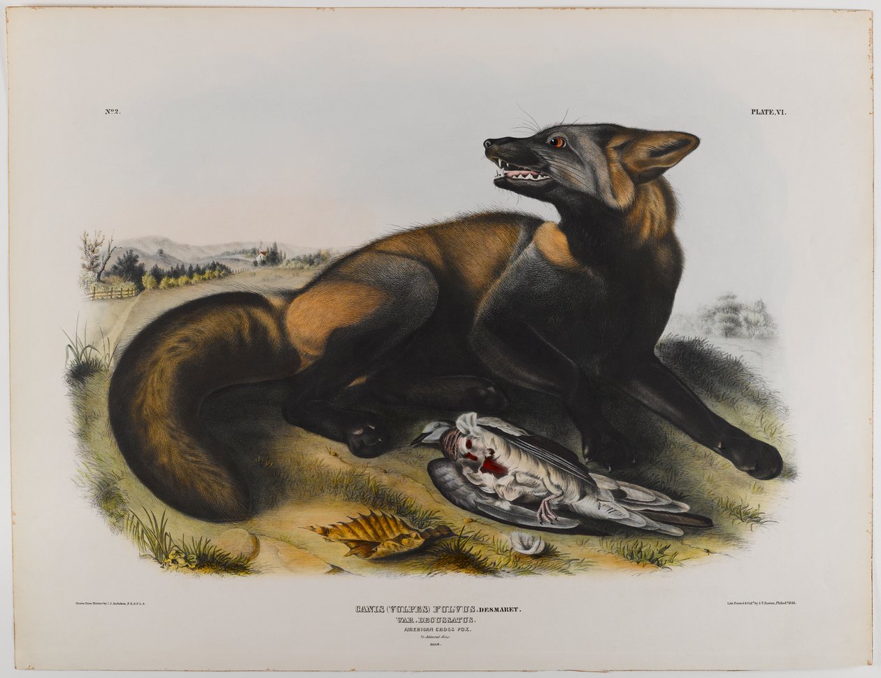 Amerikansk korsrev av John James Audubon
