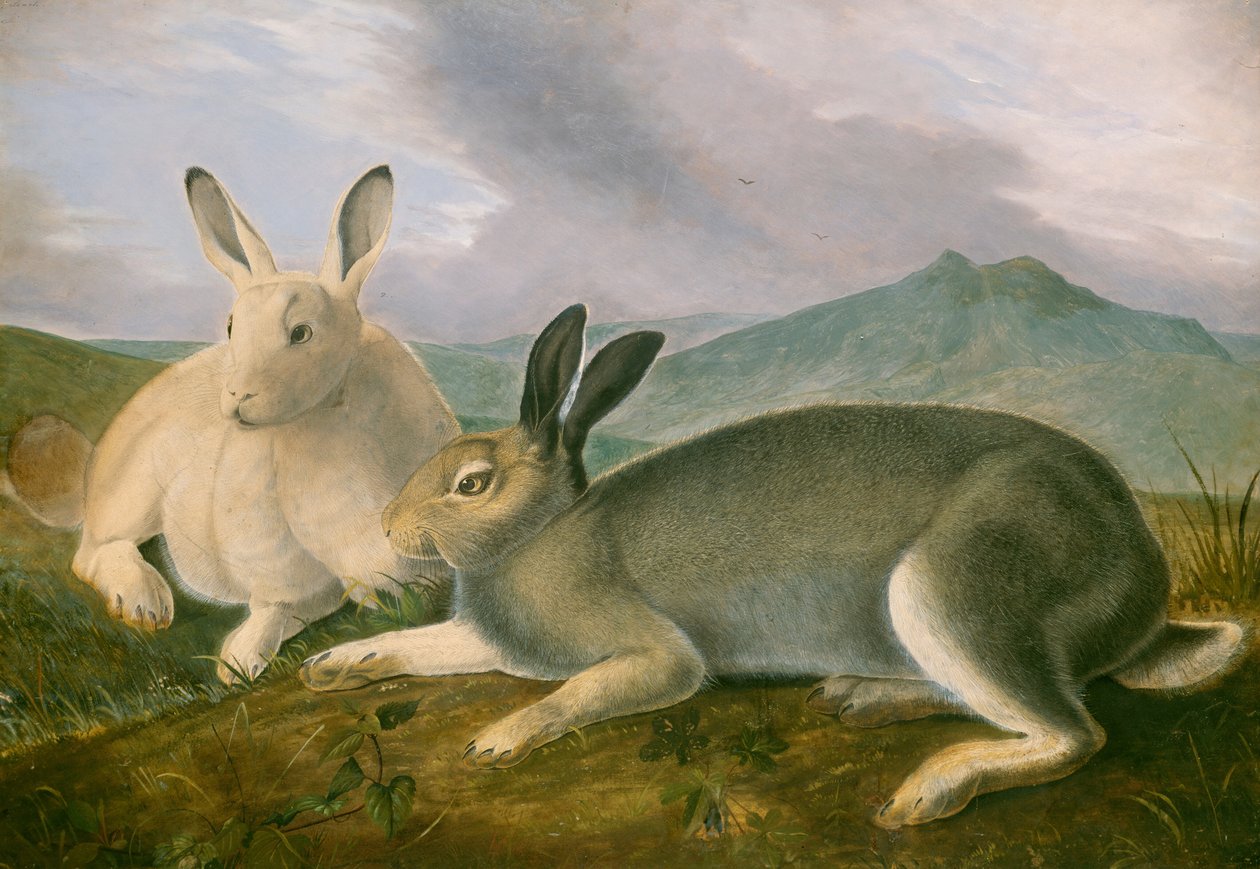 Polarhare av John James Audubon