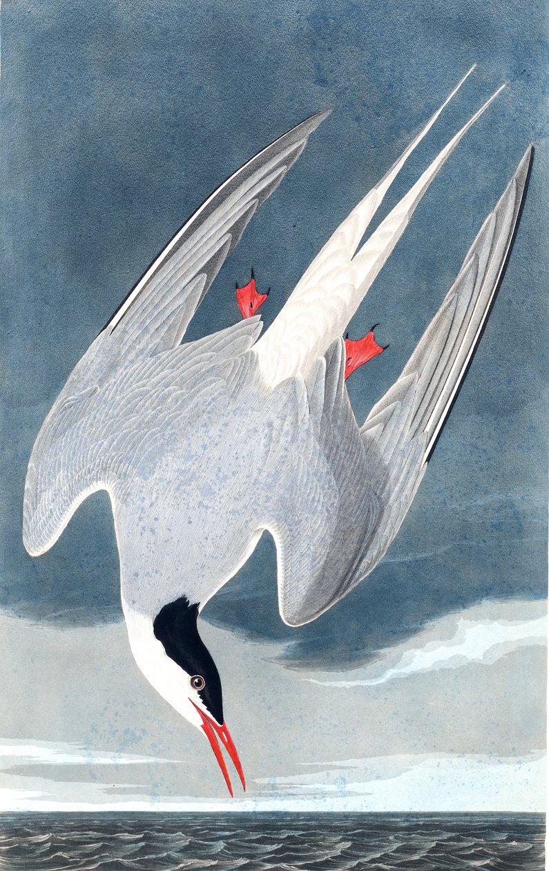 Arctic Tern, Sterna Paradisaea, fra "The Birds of America" av John J. Audubon, pub. 1827-38 av John James Audubon