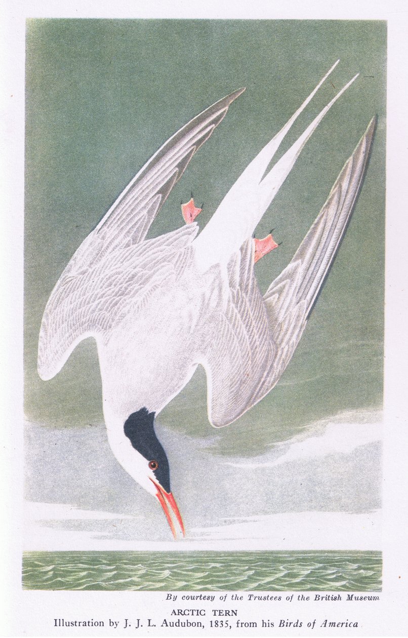 rødnebbterne av John James Audubon