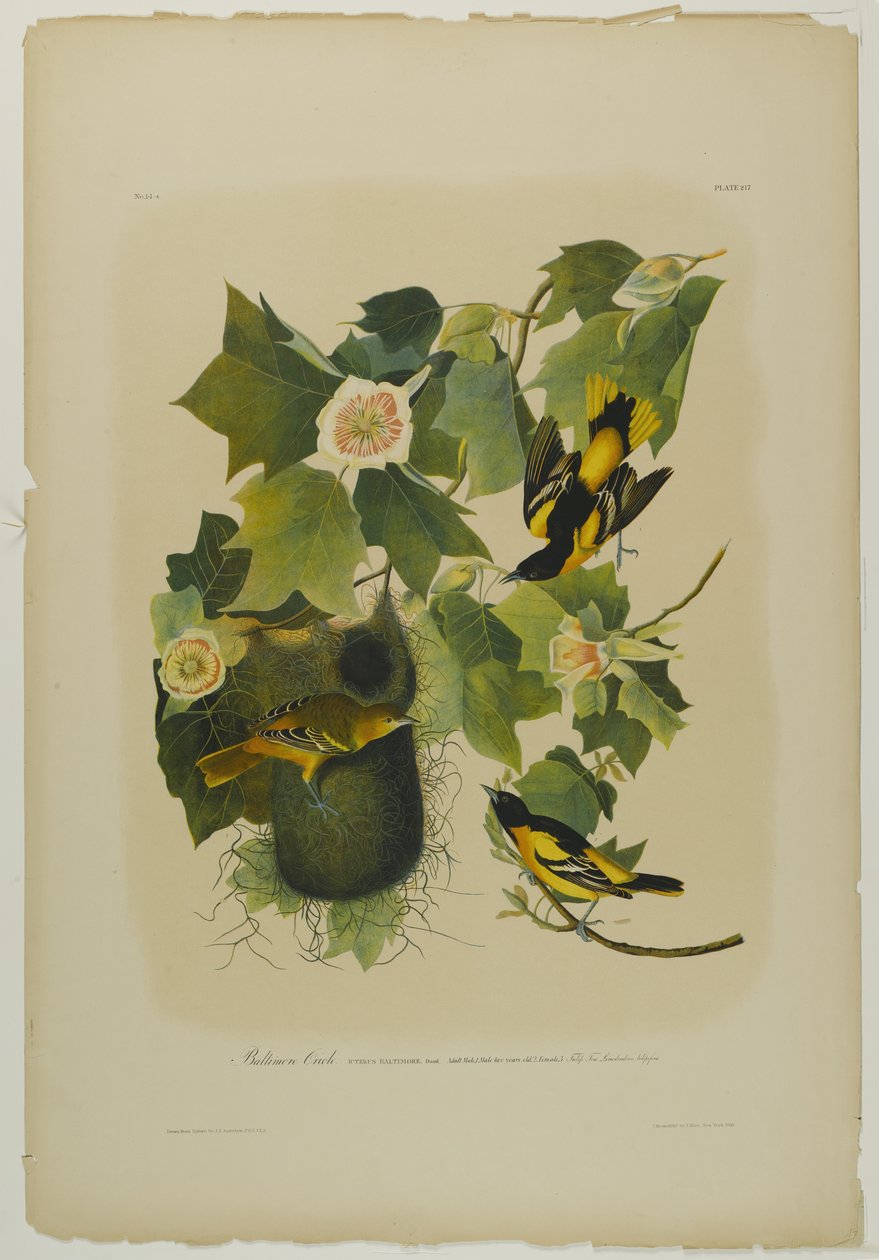 Baltimore Oriole, trykt av Julien Bien og utgitt av Roe Lockwood & Son, 1861 (kromolitografi) av John James Audubon
