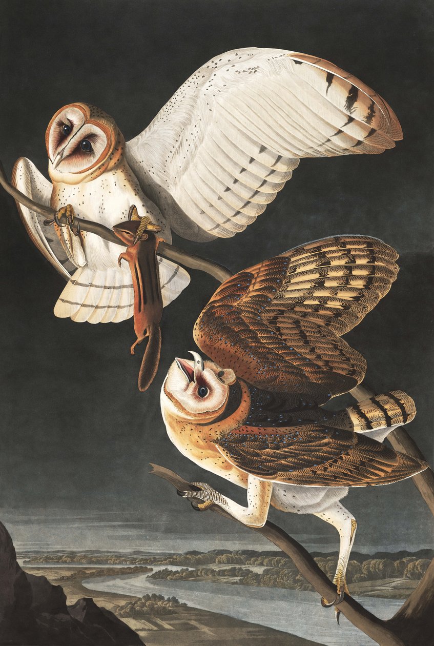 Barn Owl, Tyto Alba, fra "The Birds of America" av John J. Audubon, pub. 1827-38 av John James Audubon