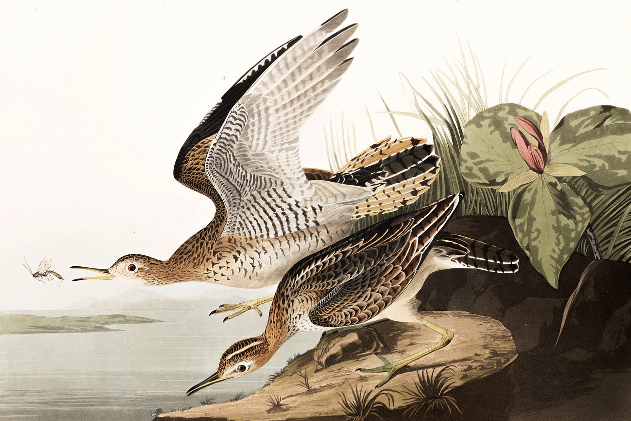 Bartram Sandpiper, Bartramia Longicauda, fra "The Birds of America" av John J. Audubon, pub. 1827-38 av John James Audubon