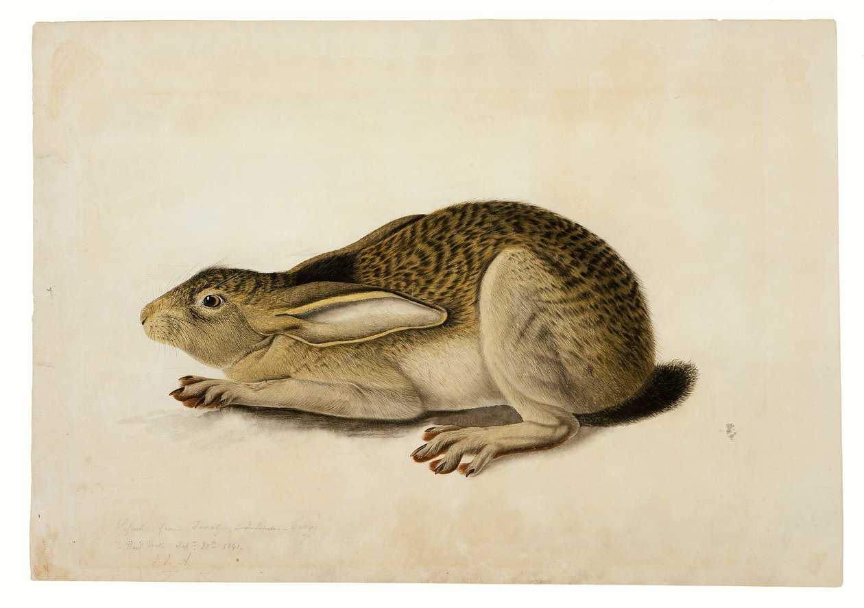  av John James Audubon