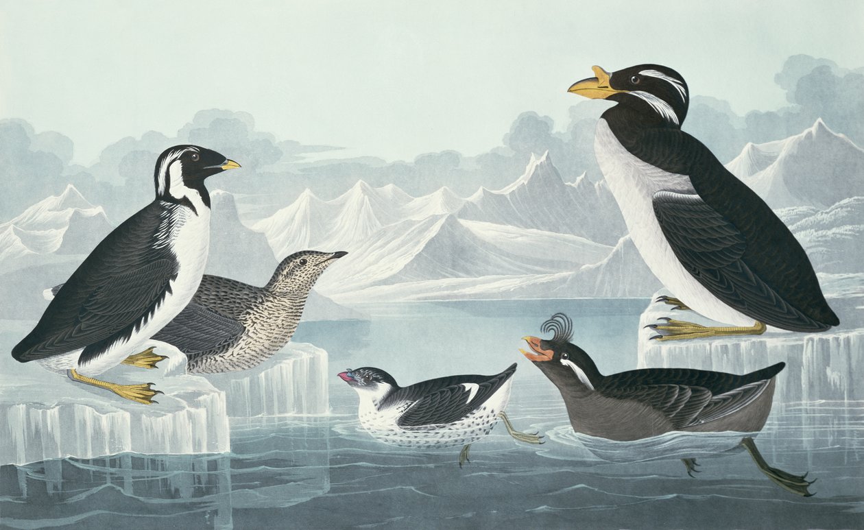 Svarthalslomvi, nobbnebbauk, krølletake, hornnebbalk, hentet fra naturen av John James Audubon