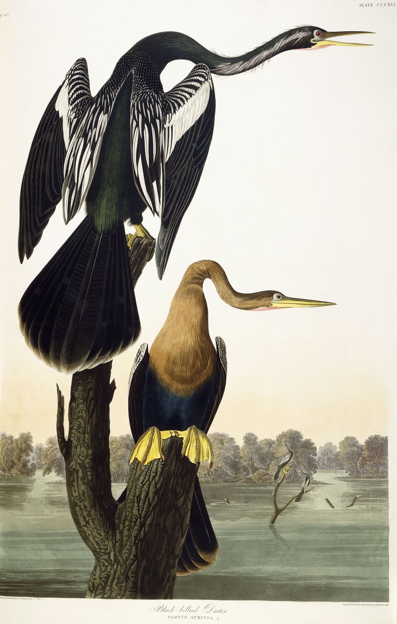 Svart-bellied Darter, 1836 av John James Audubon
