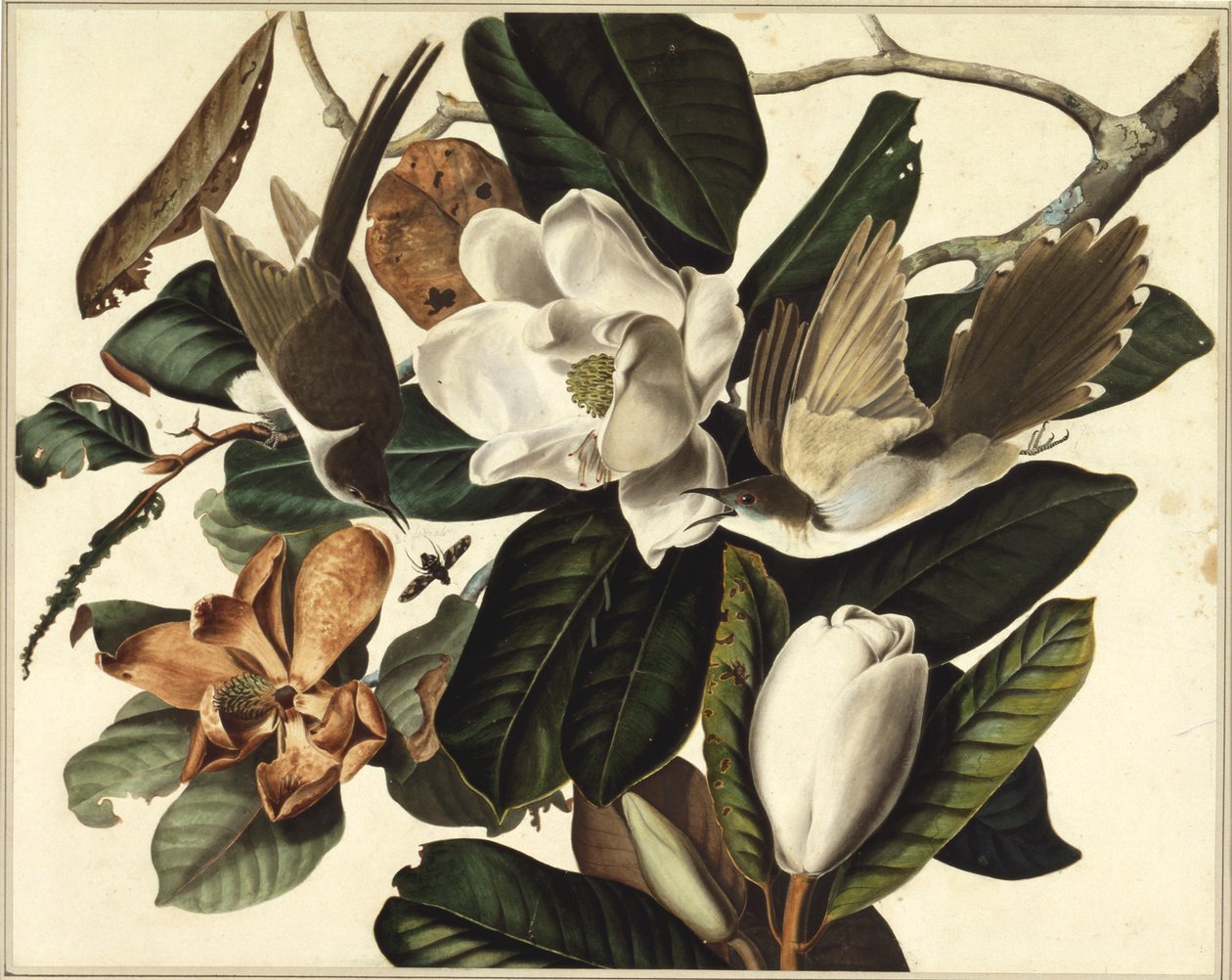 Svartnebbgjøk, 1822 (wc og grafitt på papir) av John James Audubon