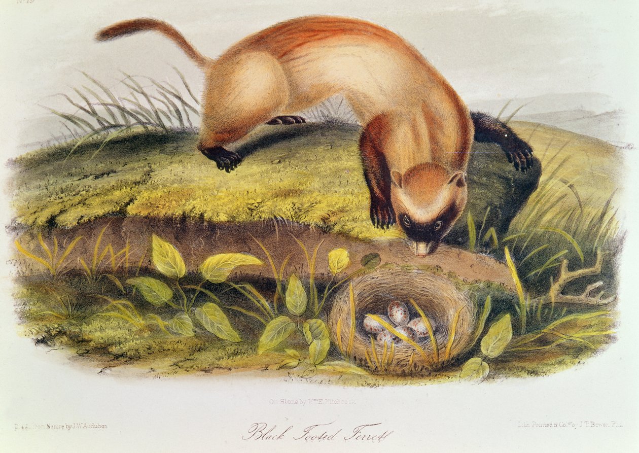 Svartfot ilder fra Quadrupeds of North America (1842-5) av John James Audubon