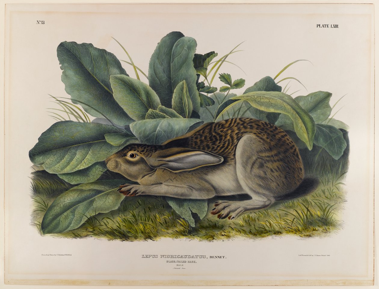 Svarthalehare av John James Audubon
