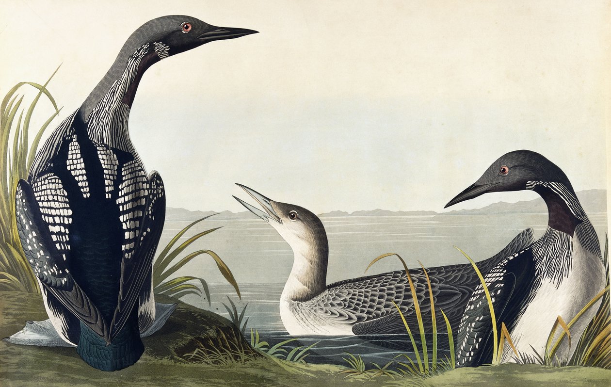 Svartstrupedykker av John James Audubon