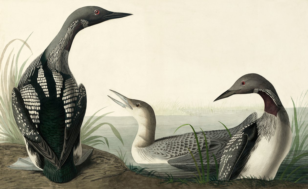 Blackthroated Diver, Colymbus Arcticus, fra "The Birds of America" av John J. Audubon, pub. 1827-38 av John James Audubon
