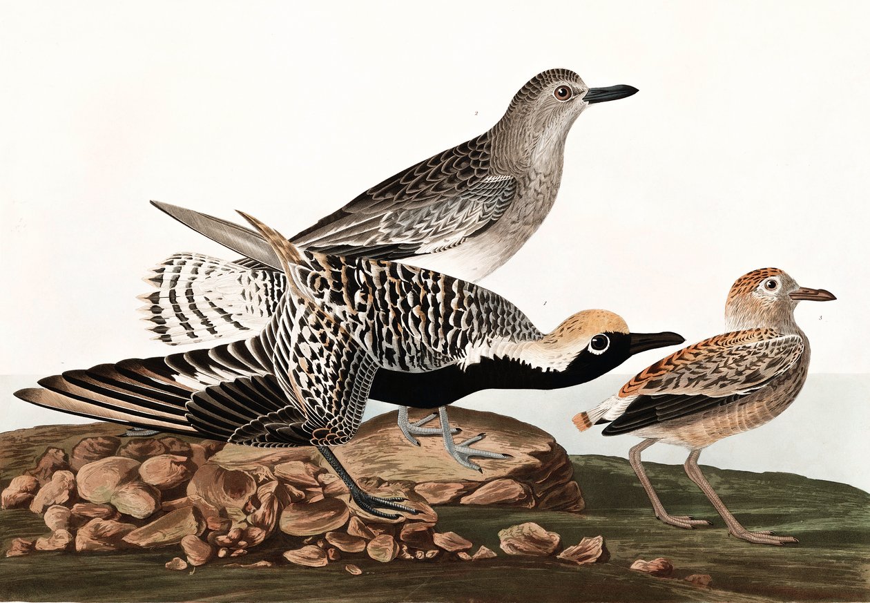 Black Bellied Plover, Charadrius Helveticus, fra "The Birds of America" av John J. Audubon, pub. 1827-38 av John James Audubon