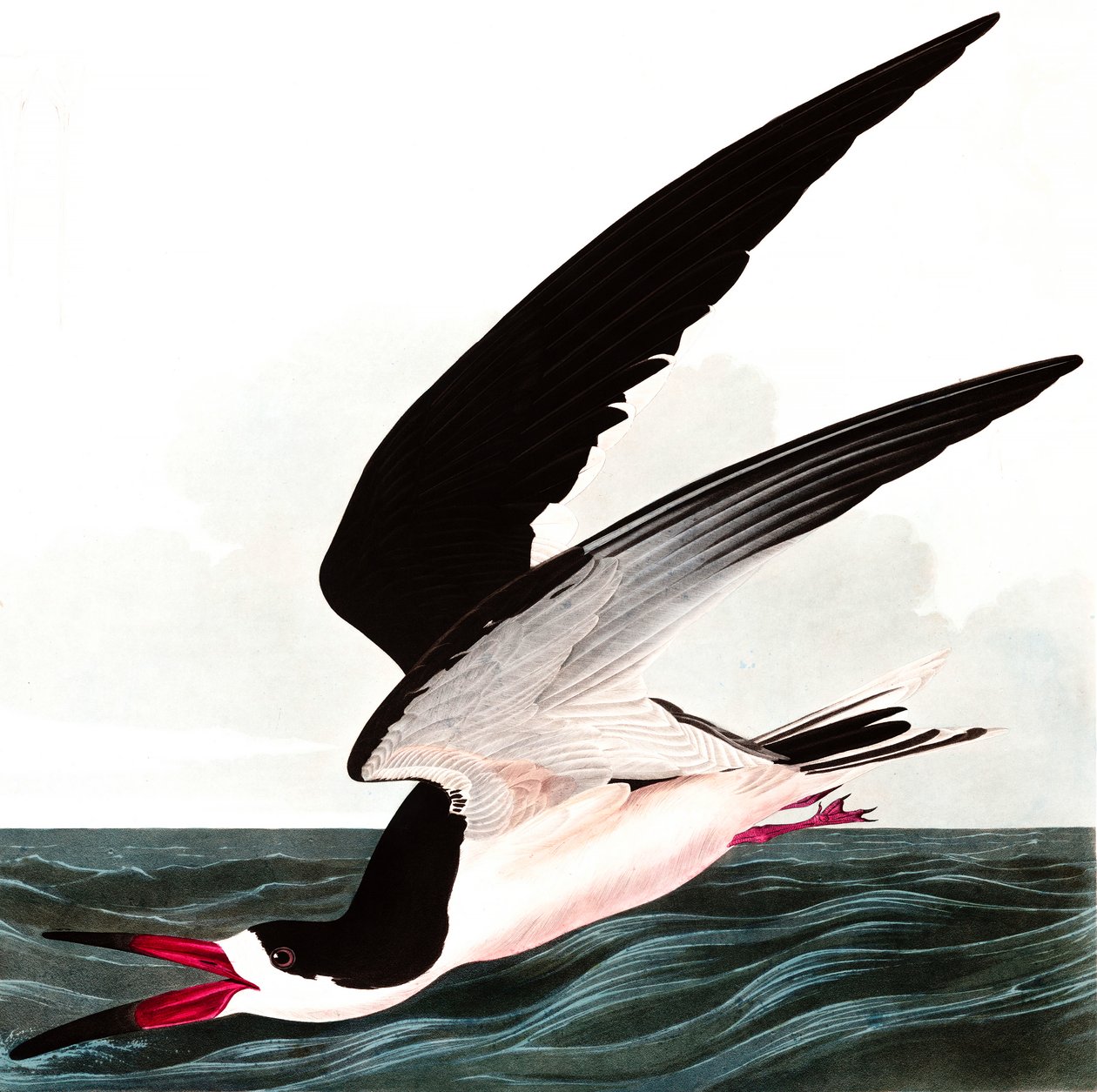 Black Skimmer eller Shearwater, Rhincops Nigra, fra "The Birds of America" av John J. Audubon, pub. 1827-38 av John James Audubon