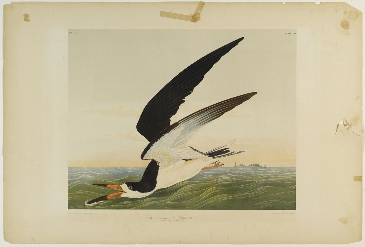 Black Skimmer or Shearwater, trykt av Julien Bien og utgitt av Roe Lockwood & Son, 1861 (kromolitografi) av John James Audubon