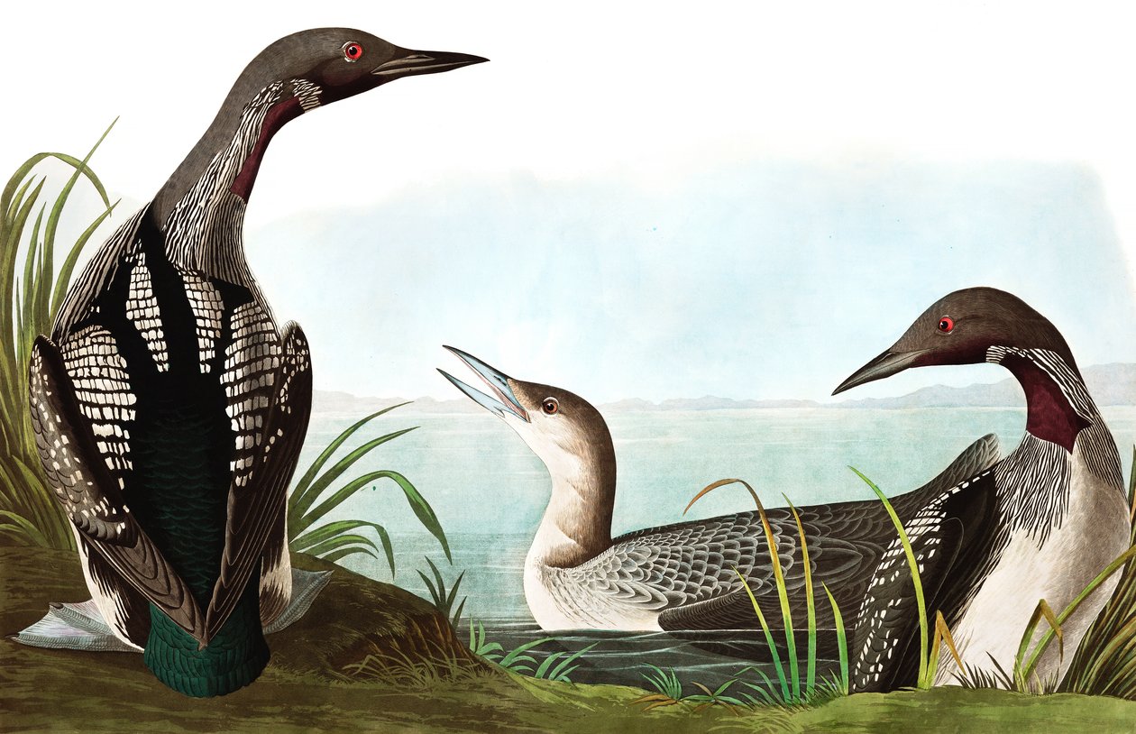 Black Throated Diver, Colymbus Arcticus, fra "The Birds of America" av John J. Audubon, pub. 1827-38 av John James Audubon