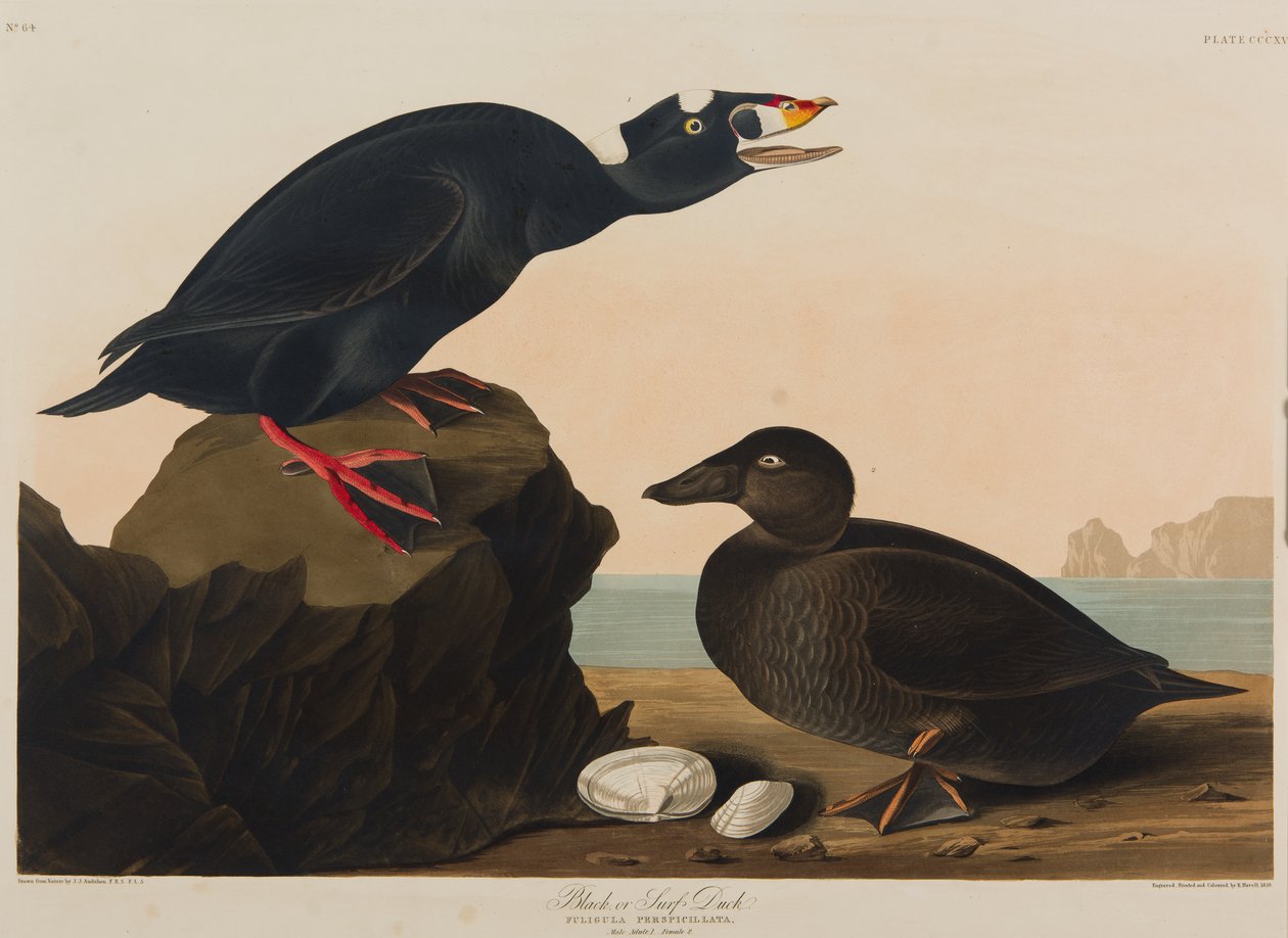 Black or Surf Duck, 1836 (wc på papir) av John James Audubon