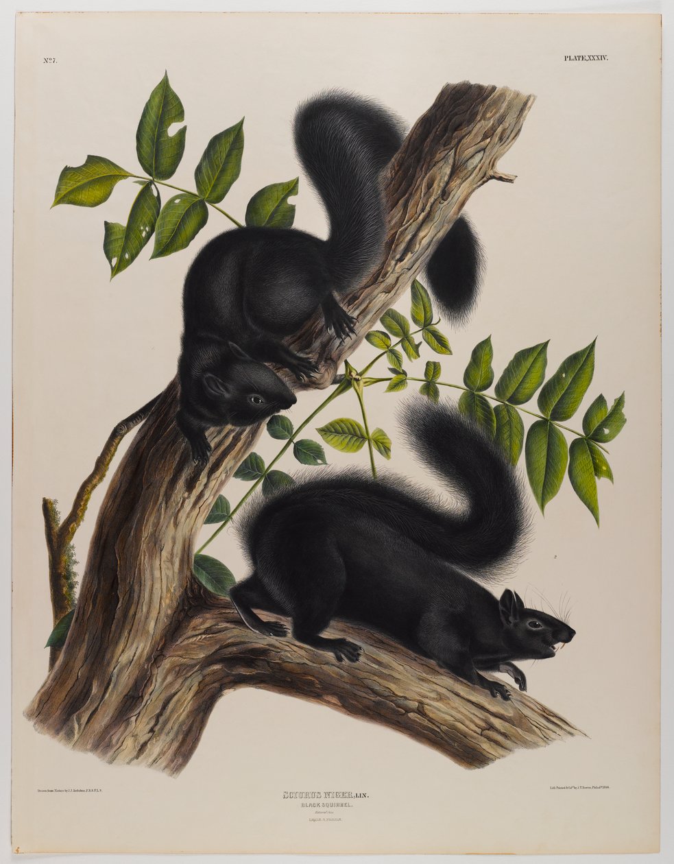 Svart ekorn av John James Audubon