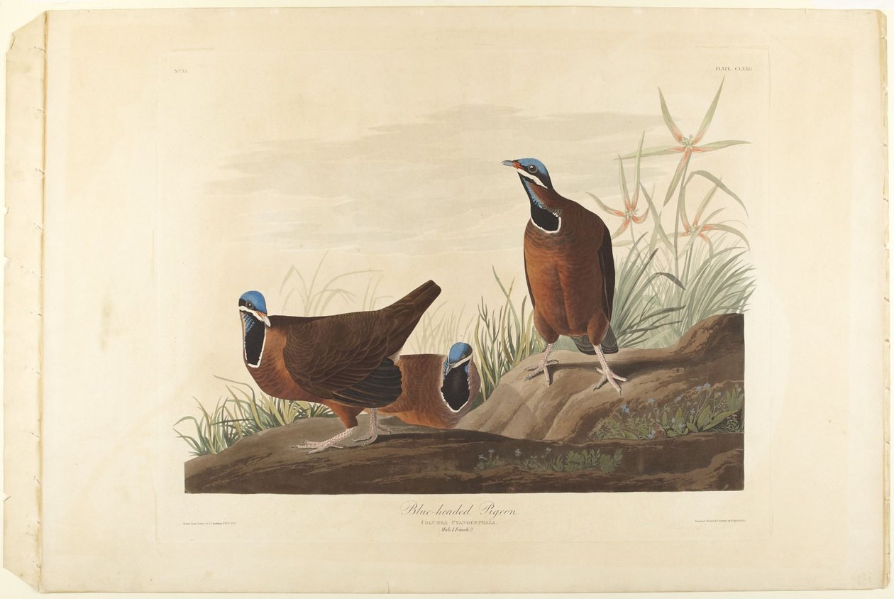 Blåhodet due av John James Audubon